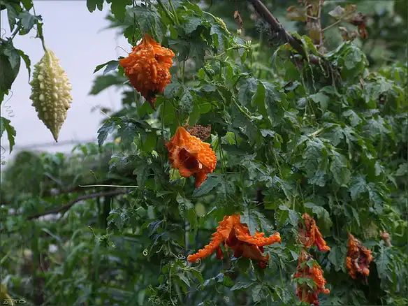 Foto de Momordica charantia - Momordica charantia, fruit:Eran Finkle