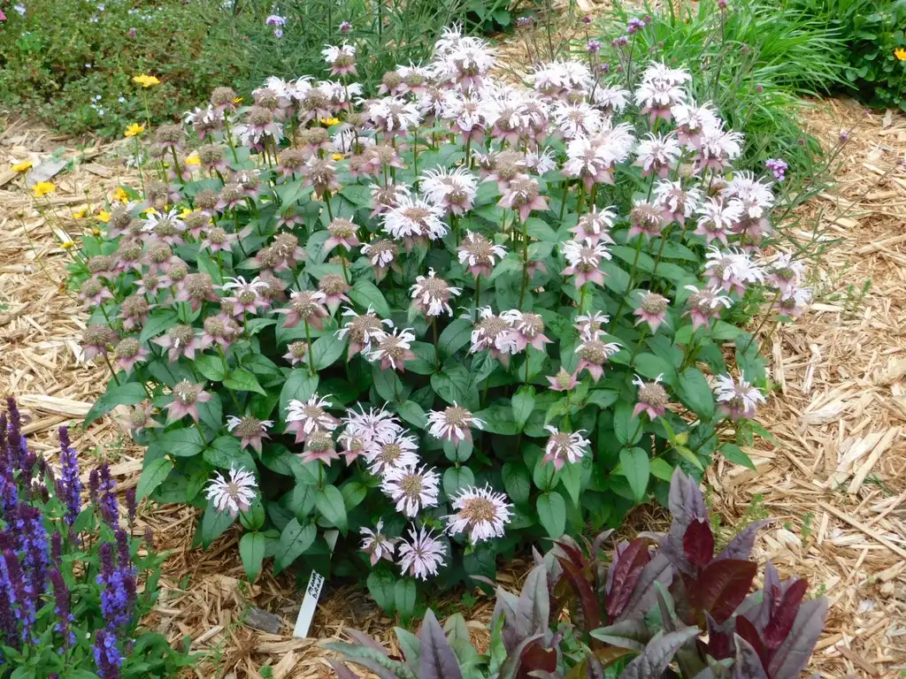 Фото Monarda bradburiana (Monarda bradburianas)