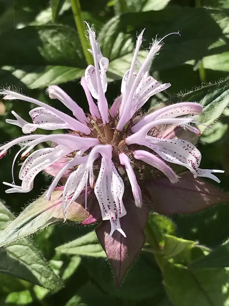 Фото Monarda bradburiana (Monarda bradburianas)