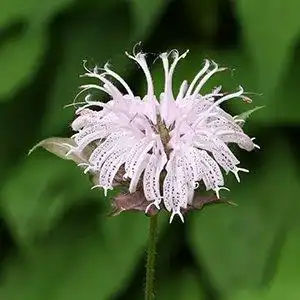 Фото Monarda bradburiana - Bloom detail:Debbie Roos