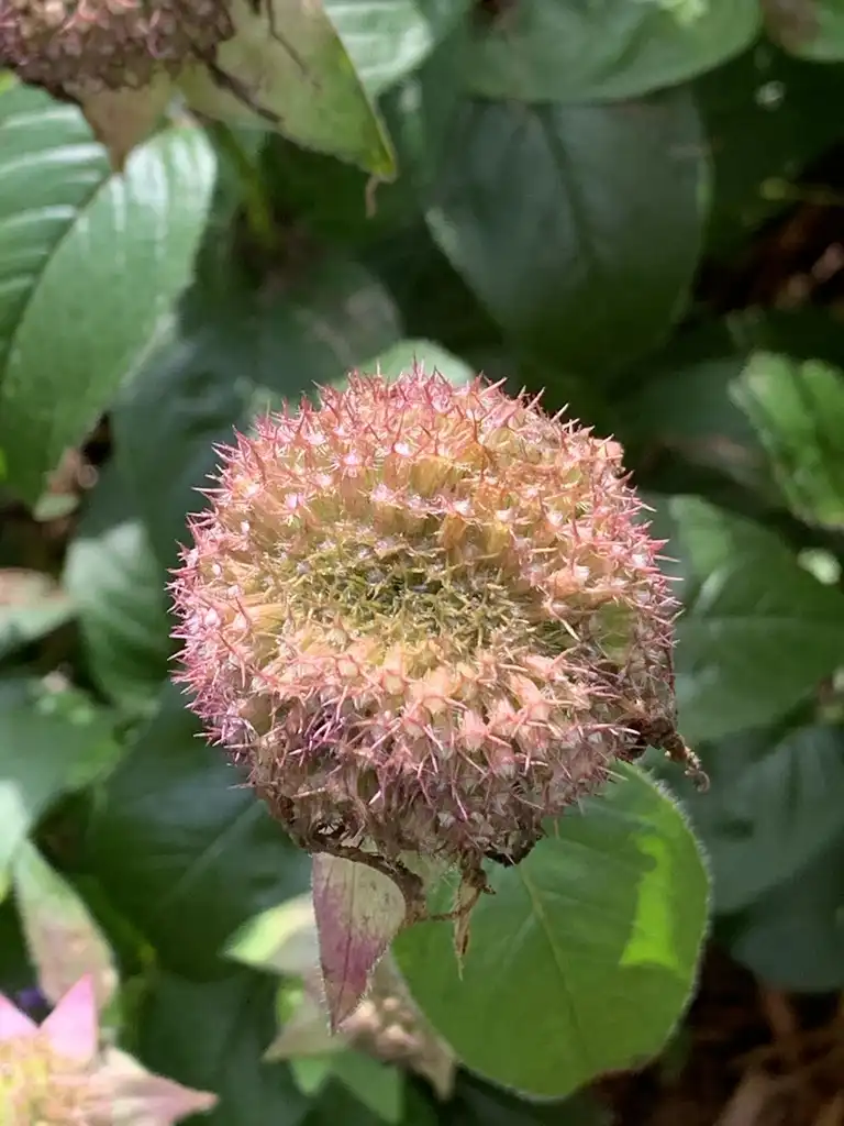 Фото Monarda bradburiana - Fruit:K. Andre