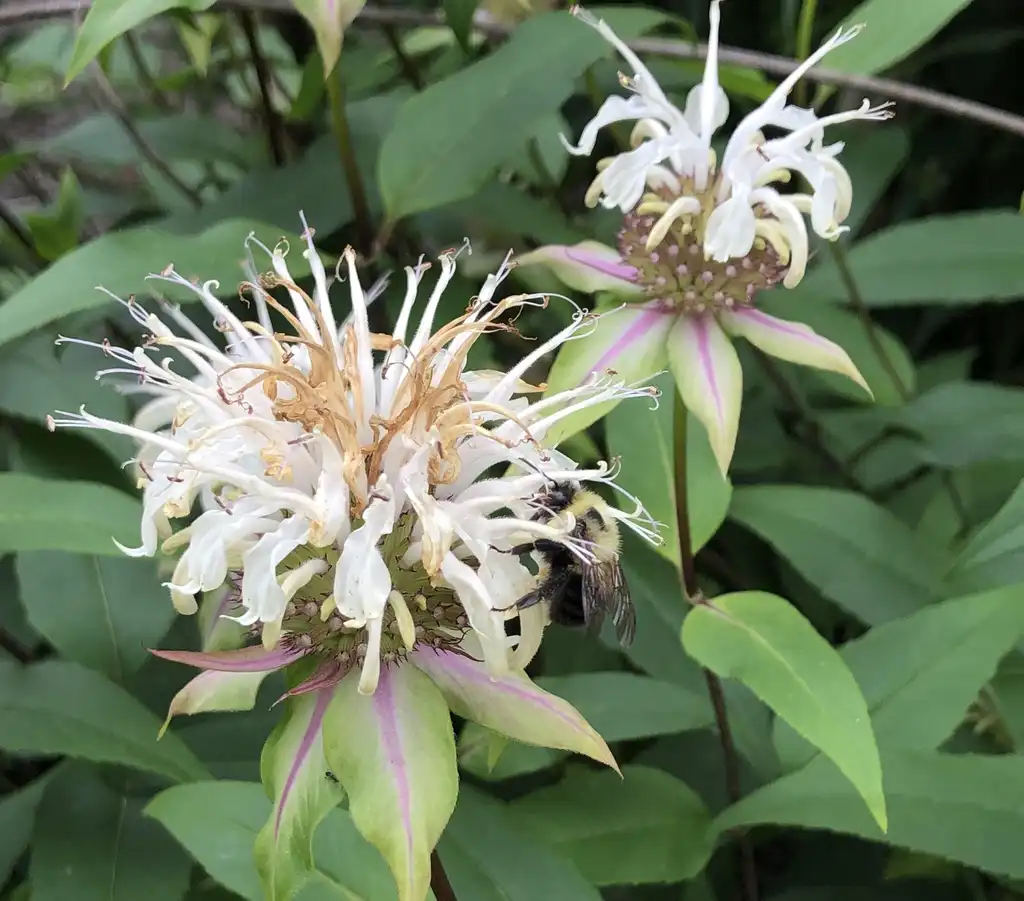 Фото Monarda bradburiana - Flower and Bee (Wake County,NC):Cathy Dewitt