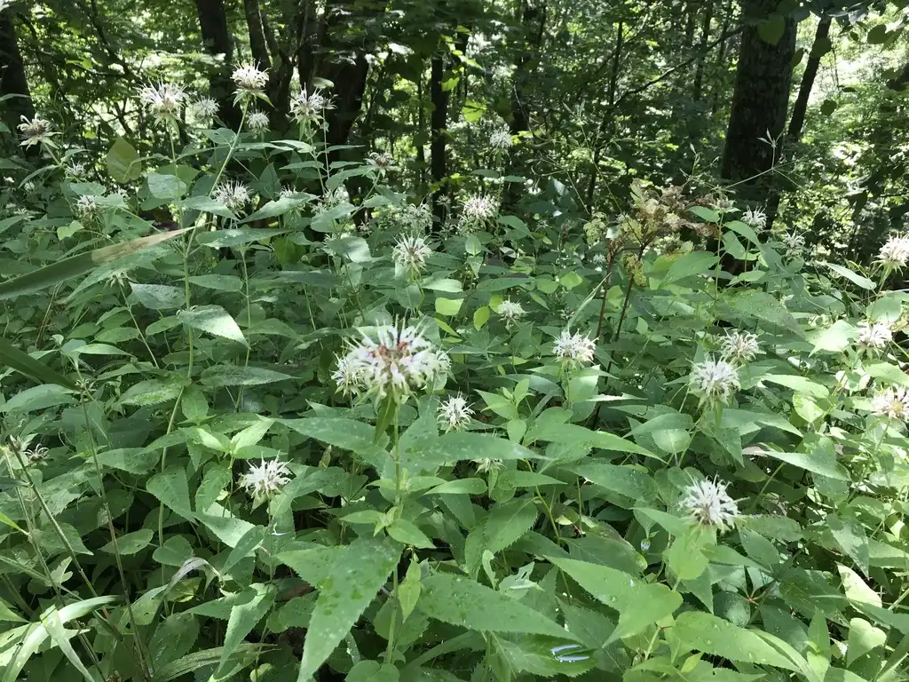 Фото Monarda clinopodia (Monarda clinopodias)