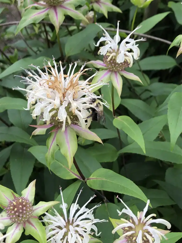 Фото Monarda clinopodia (Monarda clinopodias)