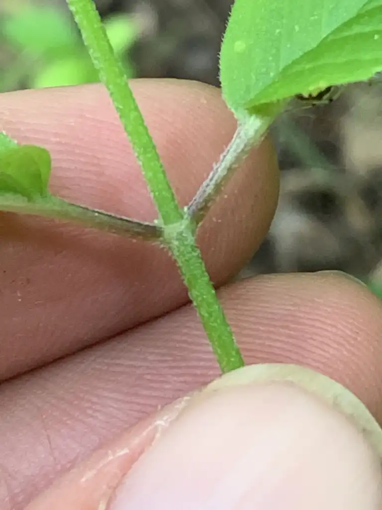 Фото Monarda clinopodia - Stem and leaf attachment:Dwayne Estes