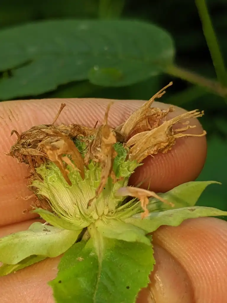 Фото Monarda clinopodia - Fruits forming in Aug.:Nate Martineau