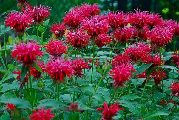 Photo of Monarda didyma (Monarda didymas)
