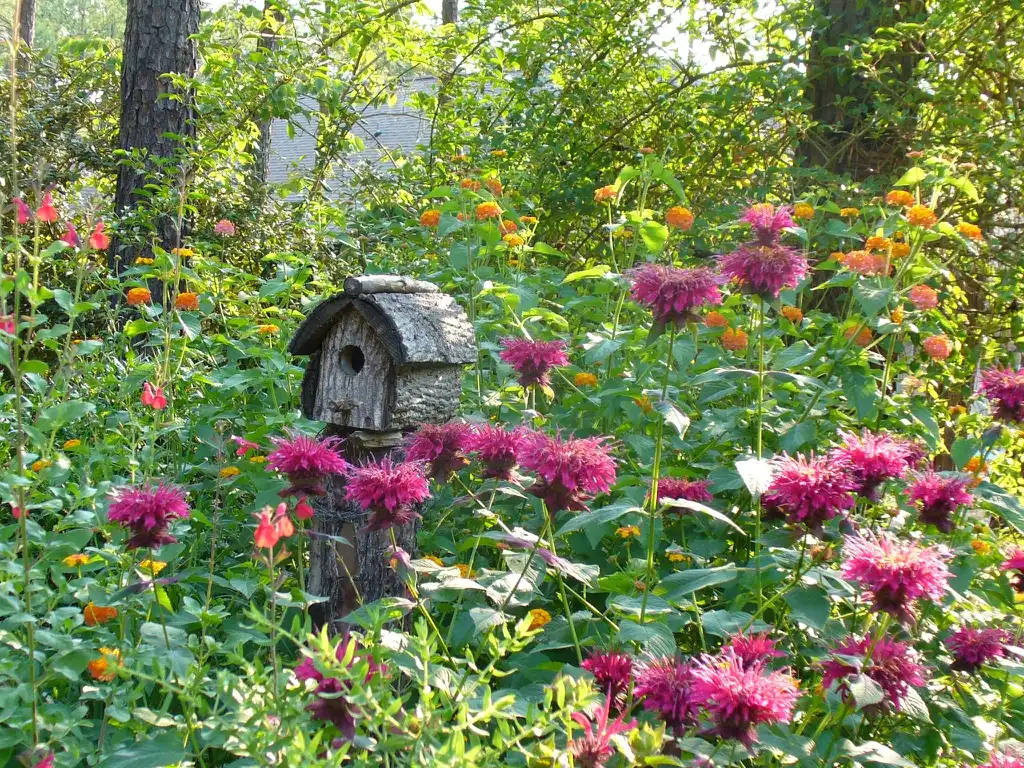 Photo of Monarda didyma (Monarda didymas)