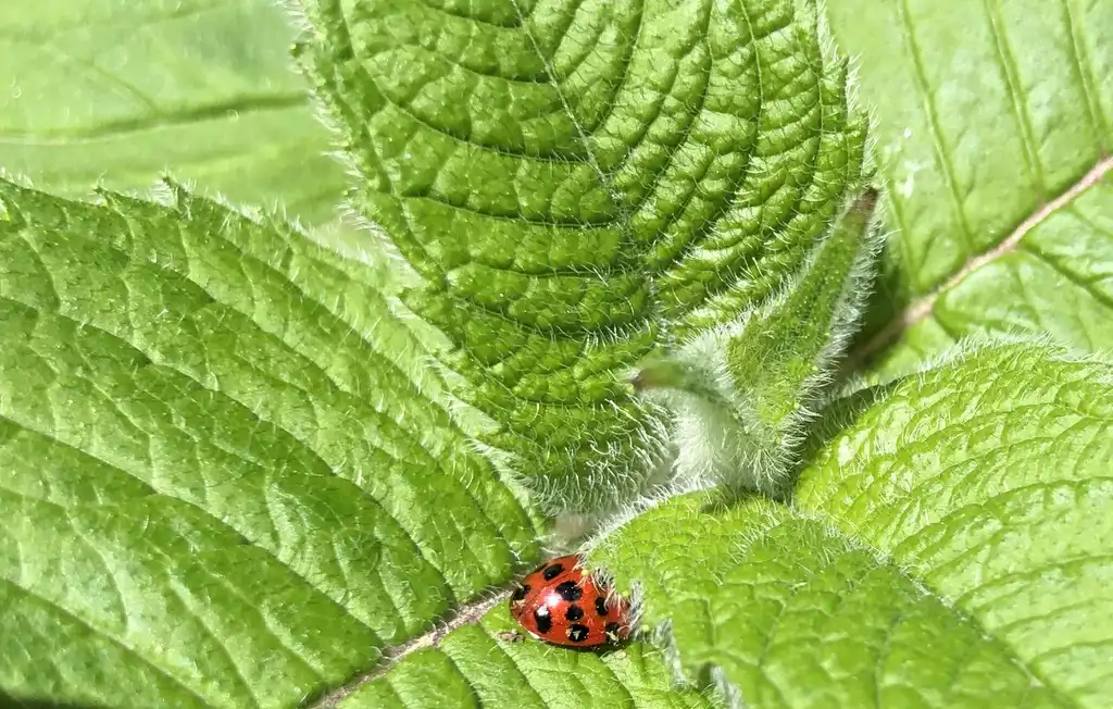 Photo of Monarda didyma - Lady Bug on Leaf (Wake County,NC):Cathy Dewitt