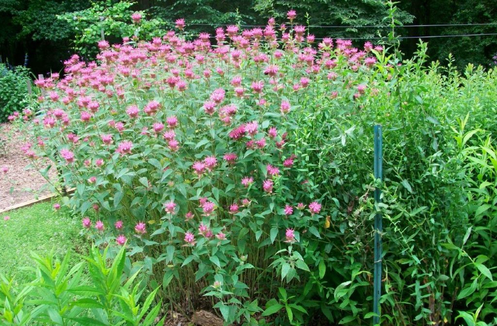 Photo of Monarda didyma - Blooms (Iredell County,NC)-Late Spring:Eva Munday