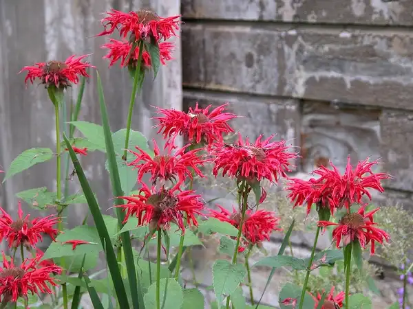 Photo of Monarda didyma - Flowers:Kerry Woods