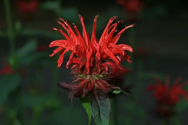 Photo of Monarda didyma - Close up of flower:John Bandauer