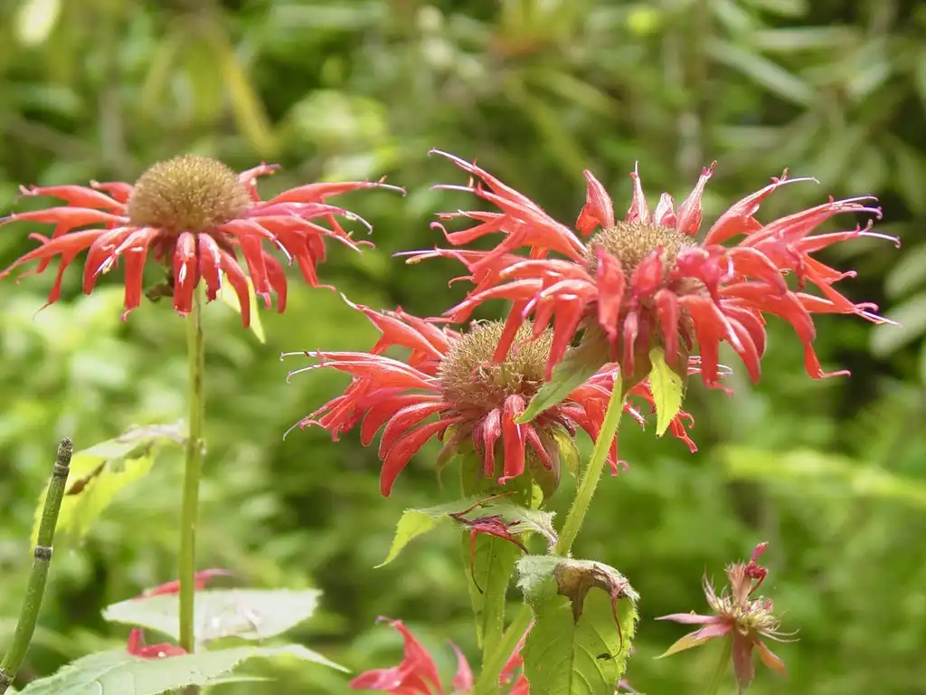 Photo of Monarda didyma - Blooms:Jim Lawerence