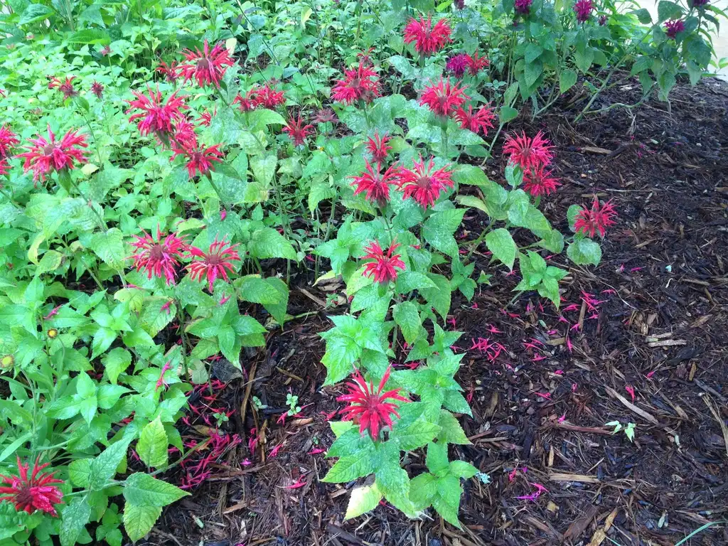 Photo of Monarda didyma - Flower Form:Jim Robbins