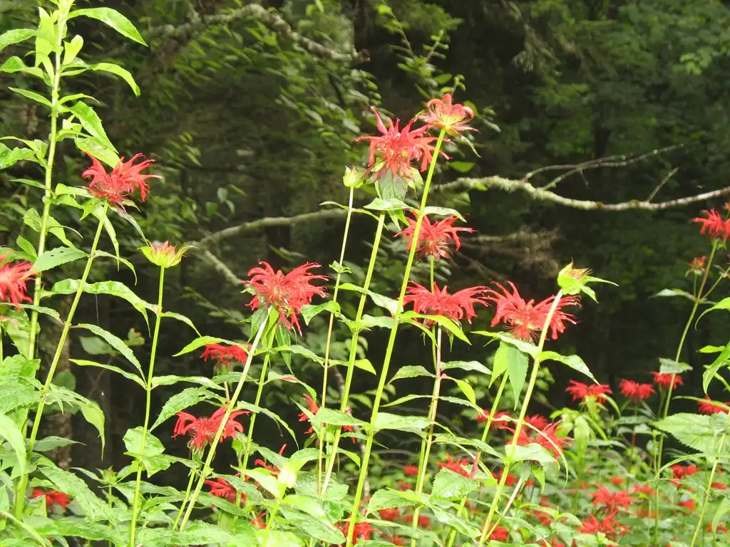 Photo of Monarda didyma - naturalized, Great Smoky Mts National Park:Stacy Hodes
