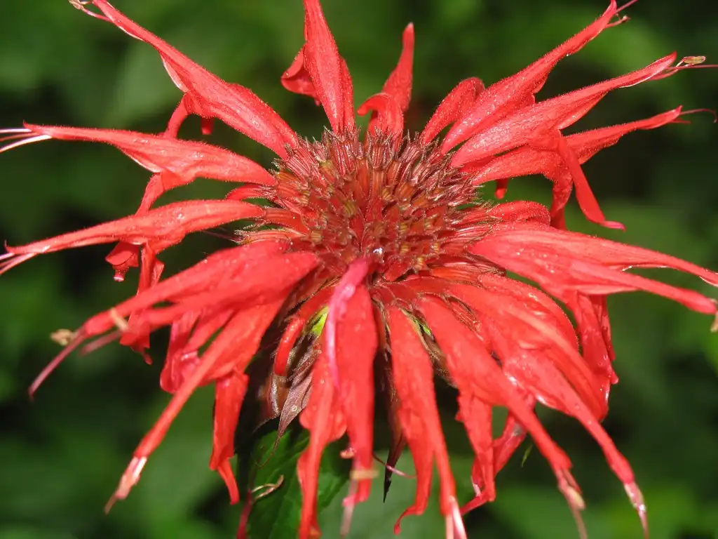 Photo of Monarda didyma - blossom close-up, Great Smoky Mts National Park:Stacy Hodes