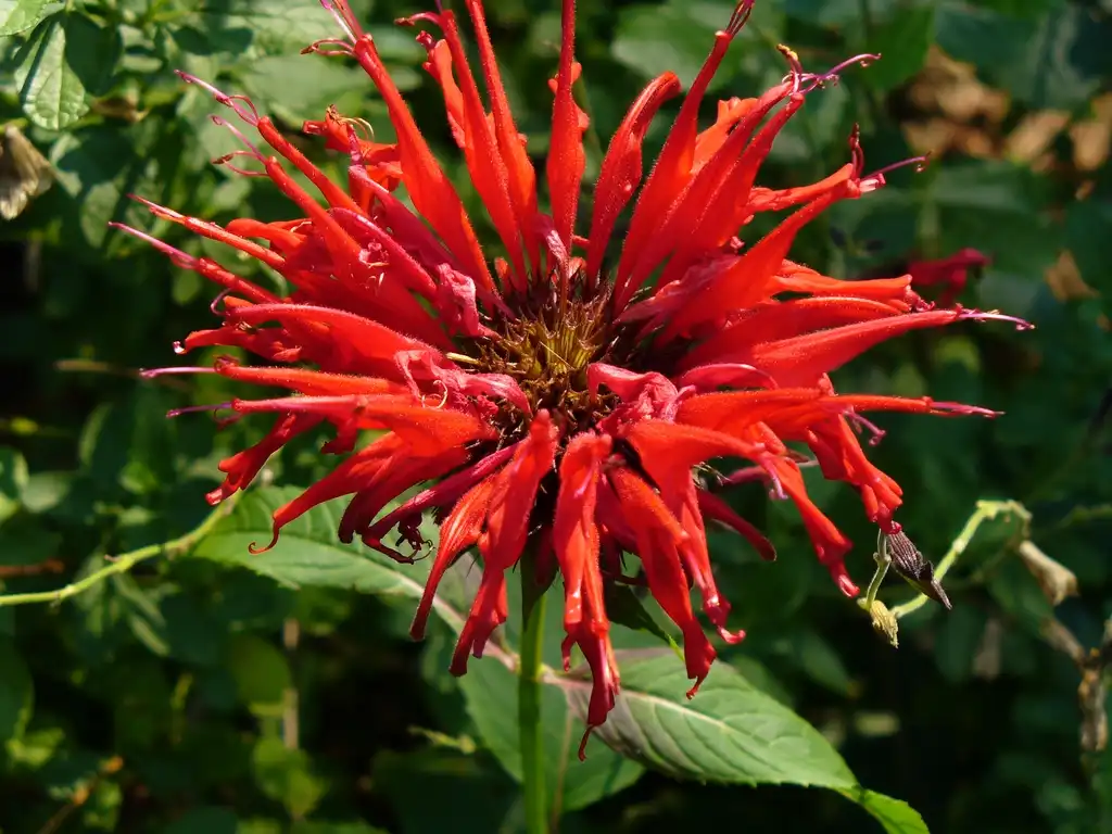 Photo of Monarda didyma - 'Jacob Cline' in summer:Susan Strine