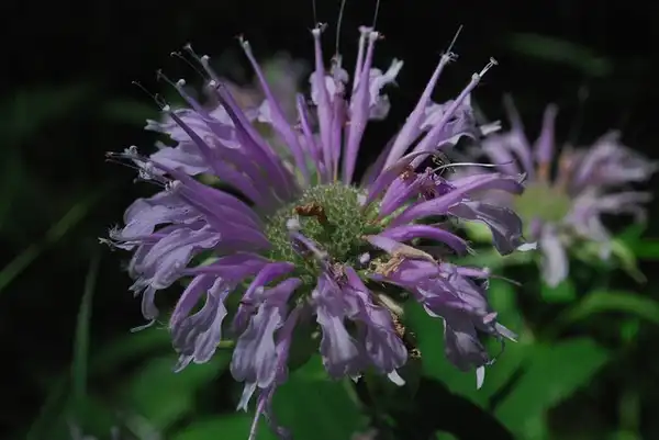 Фото Monarda fistulosa (Monarda fistulosas)
