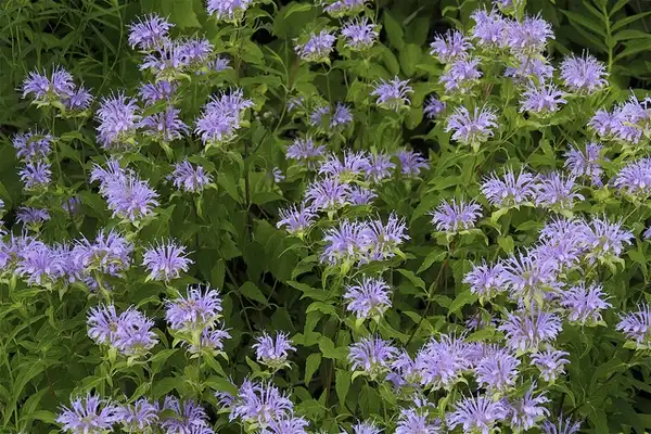 Фото Monarda fistulosa - Monarda fistulosa plant:Dan Mullen