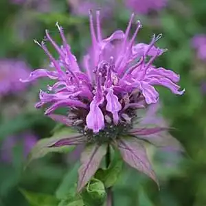 Фото Monarda fistulosa - Monarda fistulosa bloom detail:Debbie Roos