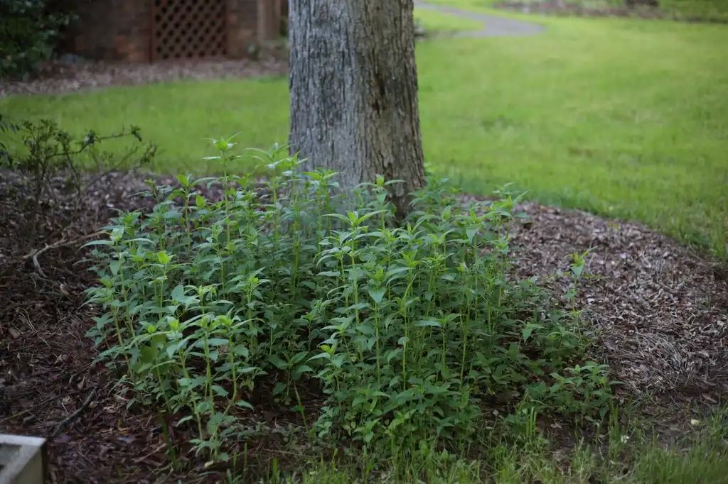 Фото Monarda fistulosa - Full plant (Cabarrus County,NC):Hope Duckworth