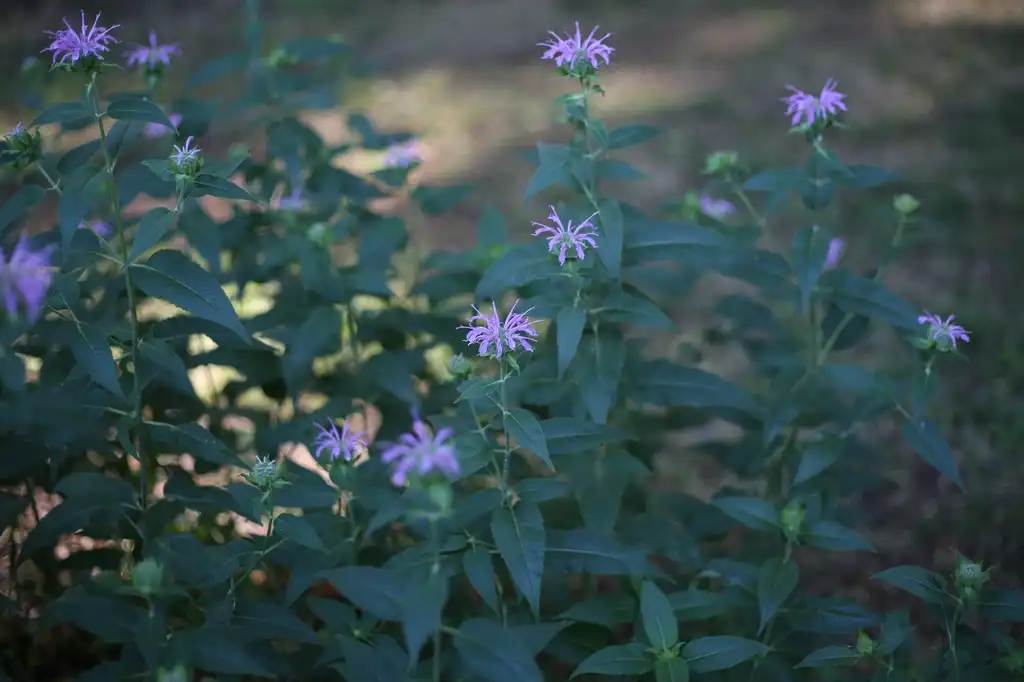 Фото Monarda fistulosa - Flower and Leaves (Cabarrus County,NC):Hope Duckworth