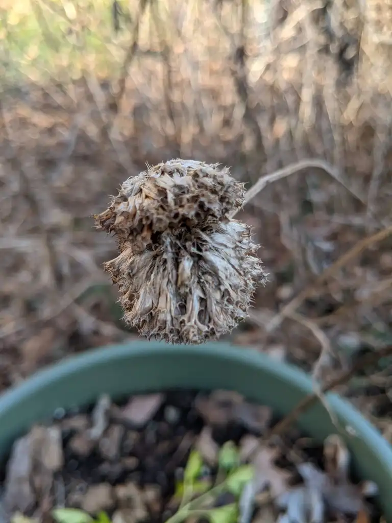 Фото Monarda fistulosa - Seedhead (Cabarrus County, NC)-Late Winter:Hope Duckworth