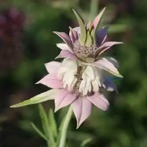 Фото Monarda fruticulosa (Monarda fruticulosas)