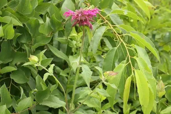 Фото Monarda media (Monarda medias)