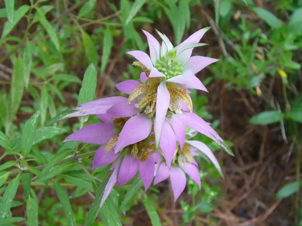 Foto de Monarda punctata (Monarda punctatas)