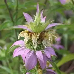 Foto de Monarda punctata (Monarda punctatas)