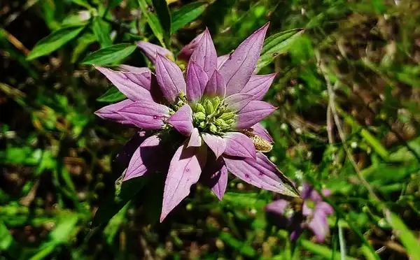 Foto de Monarda punctata - :Matthew-Beziat