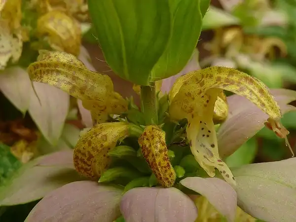 Foto de Monarda punctata - :Eleanor