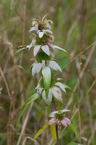 Foto de Monarda punctata - Monarda punctata:Joshua Mayer