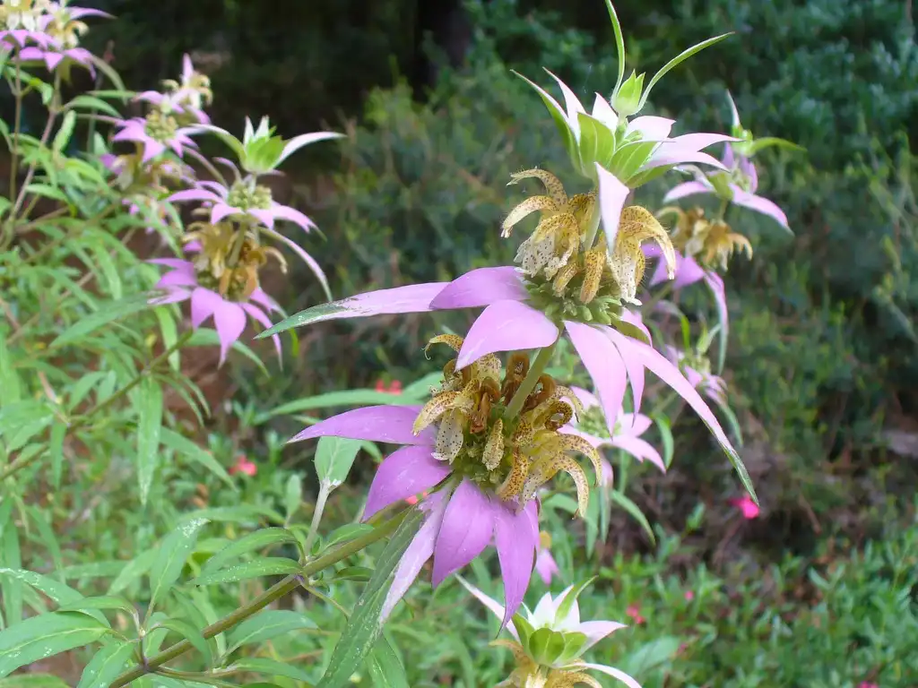 Foto de Monarda punctata - Monarda punctata in the summer in Moore County:Susan Strine