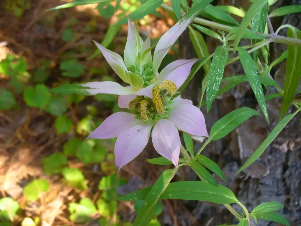 Foto de Monarda punctata - Monarda punctata in late summer in Moore County:Susan Strine