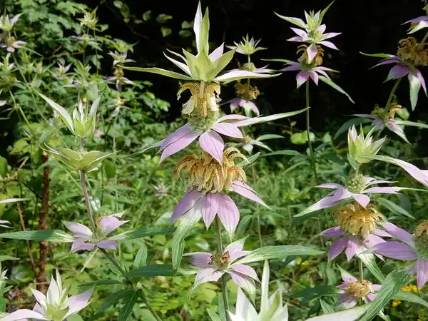 Foto de Monarda punctata - :johnx12