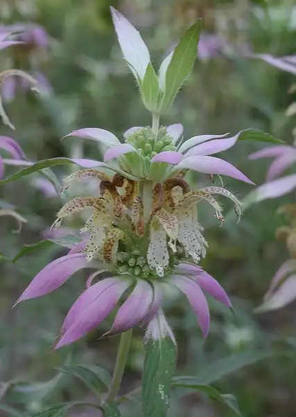 Foto de Monarda punctata - :Anita Gould