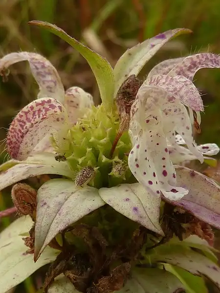 Foto de Monarda punctata - :Eleanor