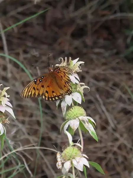 Foto de Monarda punctata - :Scott Zona