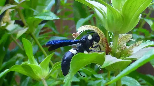 Foto de Monarda punctata - :Eleanor