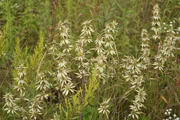 Foto de Monarda punctata - :Aaron Carlson