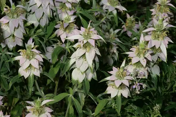 Foto de Monarda punctata - :John Brandauer