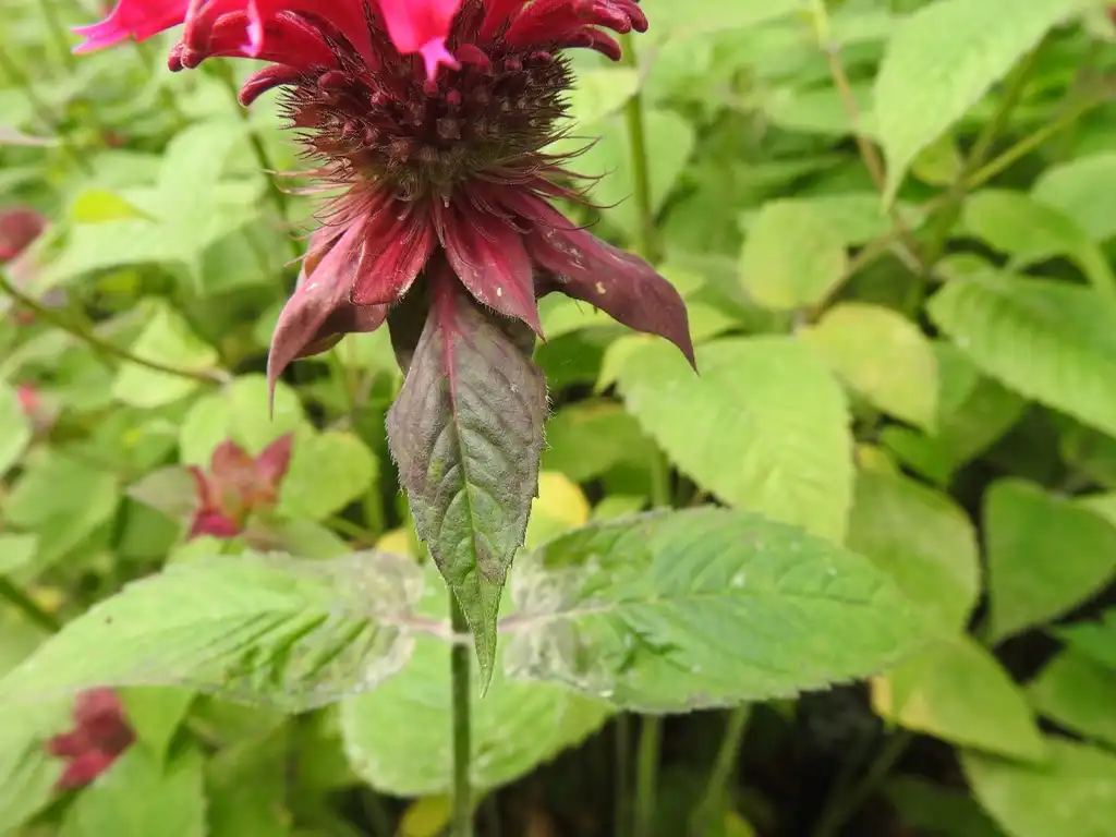 Foto de Monarda 'Raspberry Wine' (Monarda 'Raspberry Wine's)