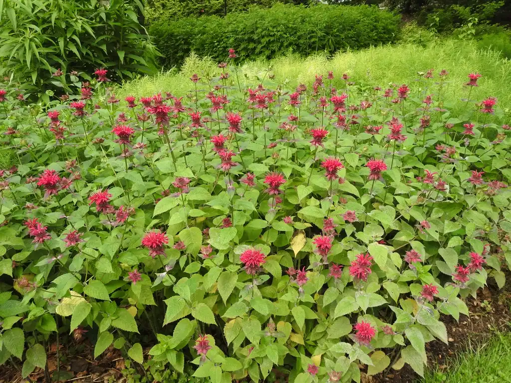 Foto de Monarda 'Raspberry Wine' (Monarda 'Raspberry Wine's)