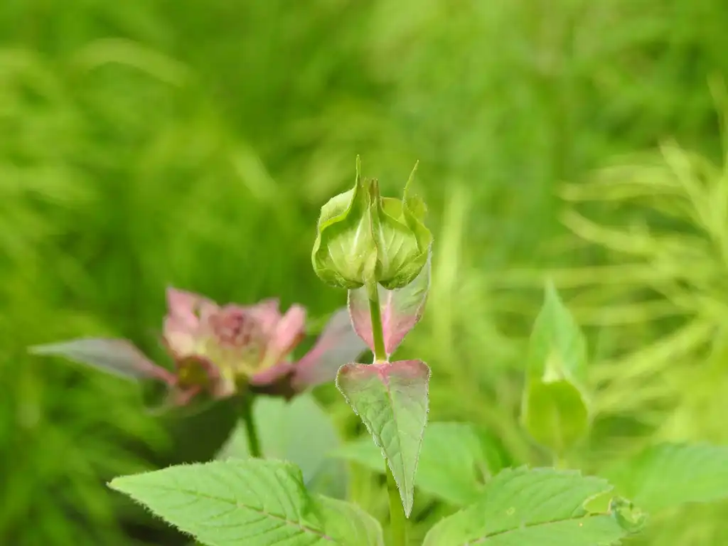Foto de Monarda 'Raspberry Wine' - Monarda 'Raspberry Wine' new leaves:Kathleen Moore