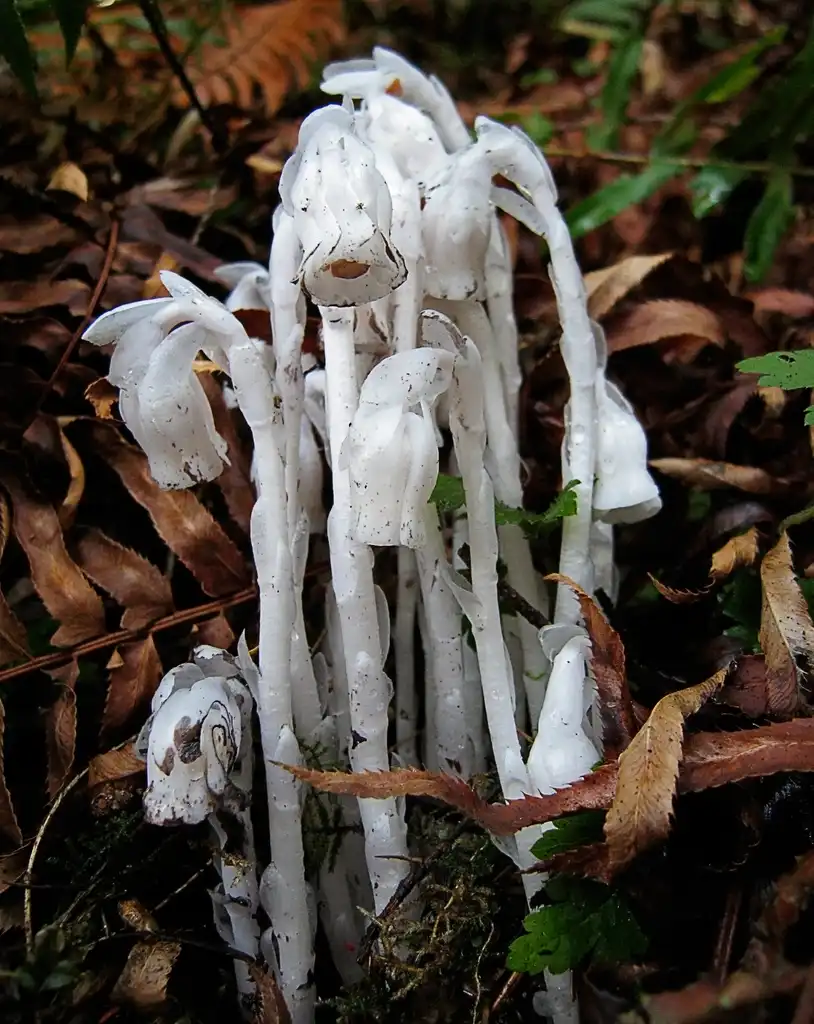 Photo of Monotropa (Monotropas)