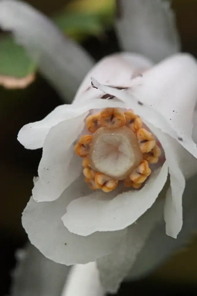 Photo of Monotropa (Monotropas)