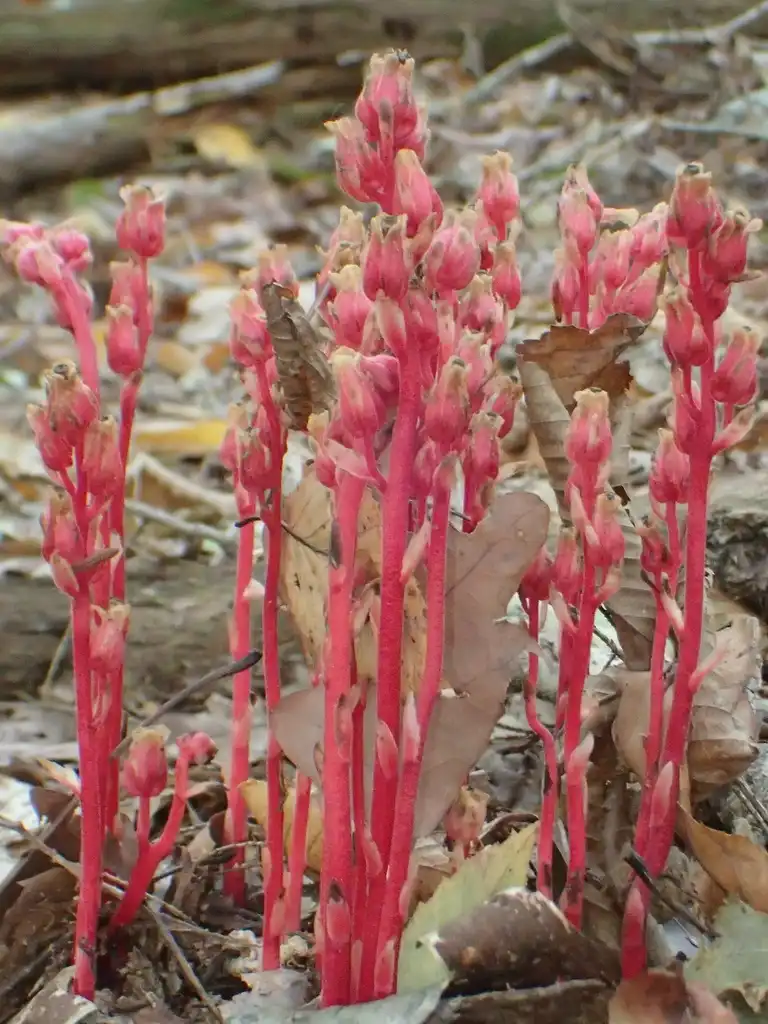 Photo of Monotropa - M. hypopitys:davidreik