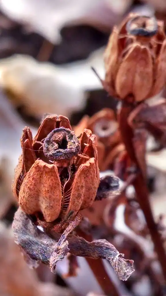Photo of Monotropa - Fruit:dziomber